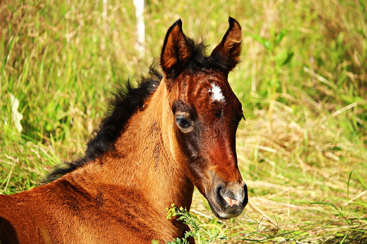 horse foal thoroughbred arabian free photo