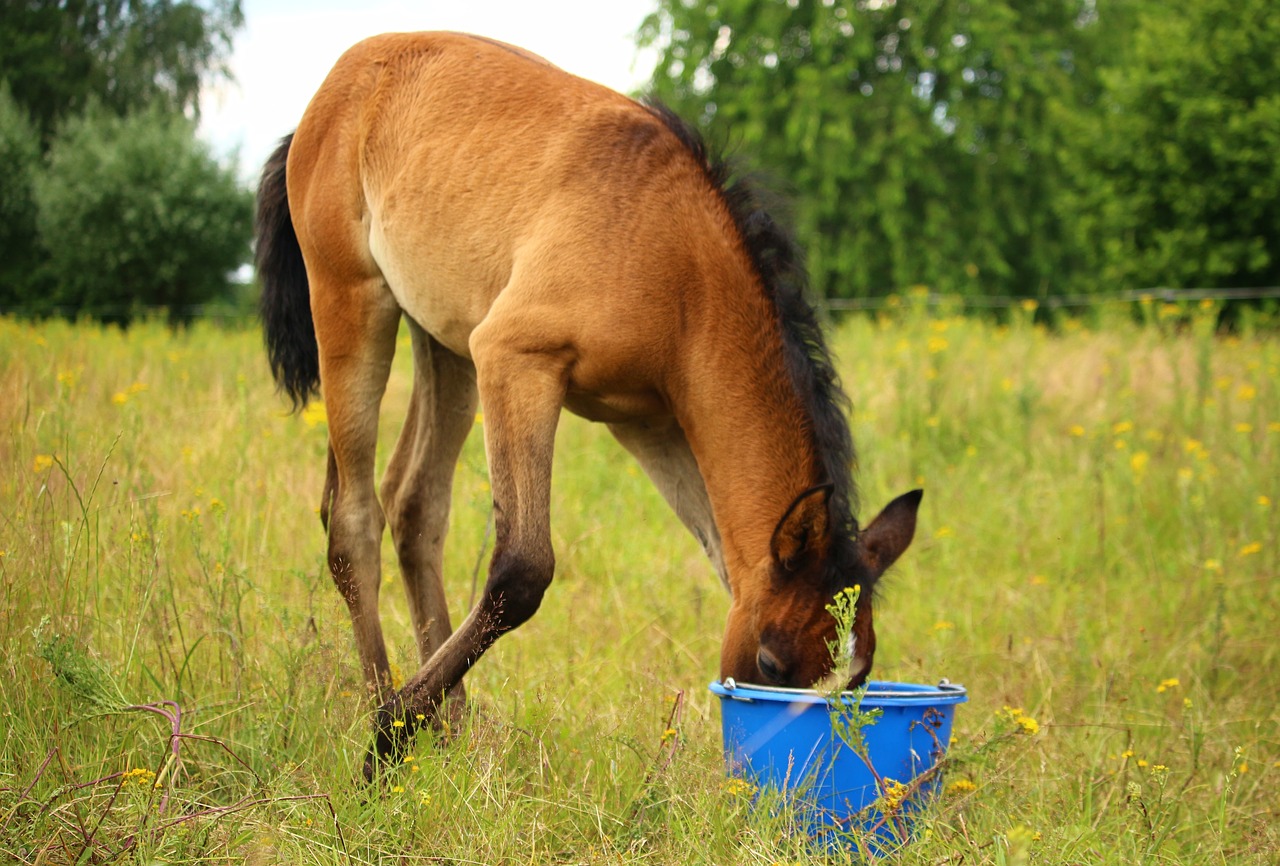 horse foal thoroughbred arabian free photo