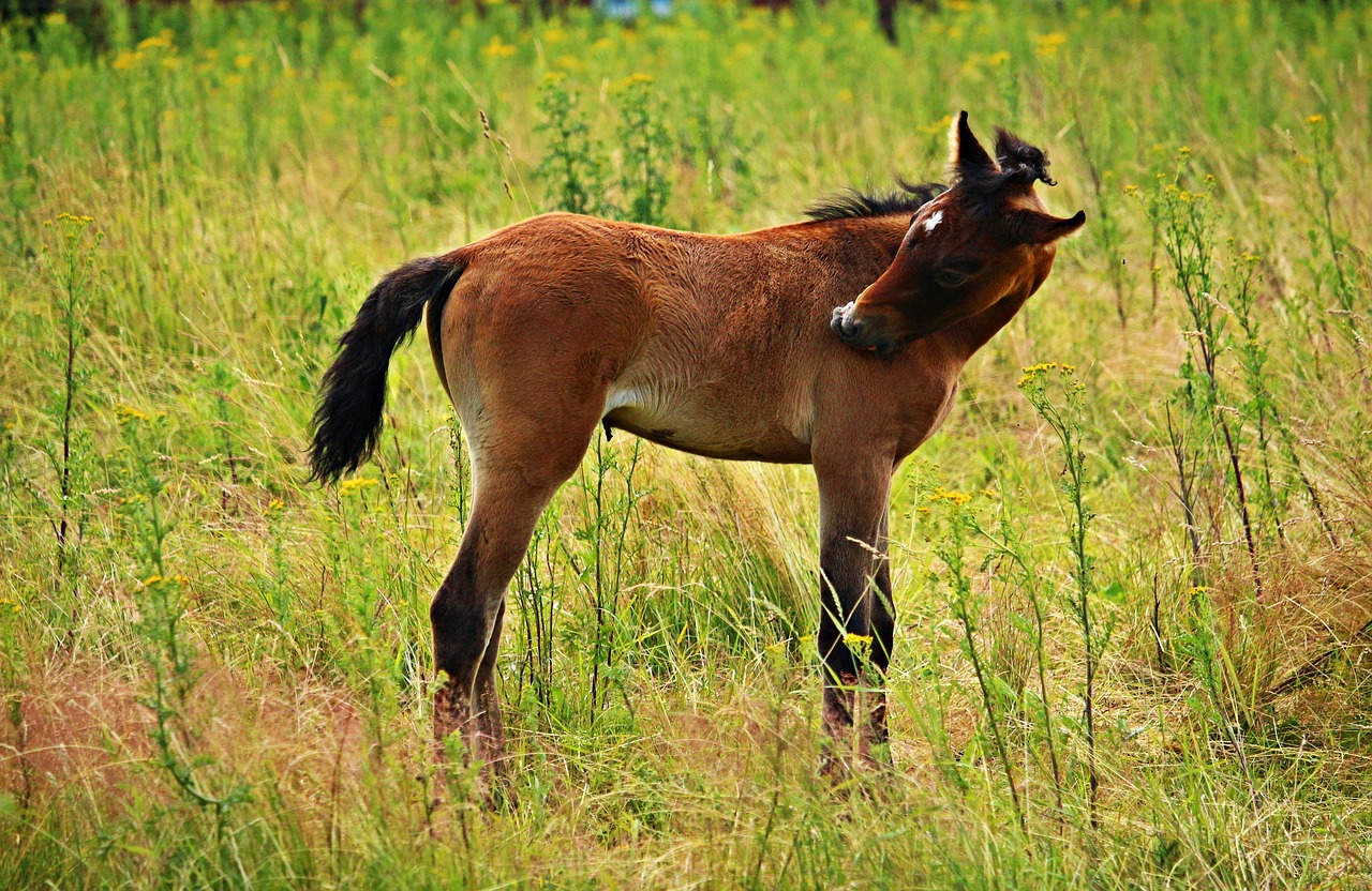 horse foal thoroughbred arabian free photo