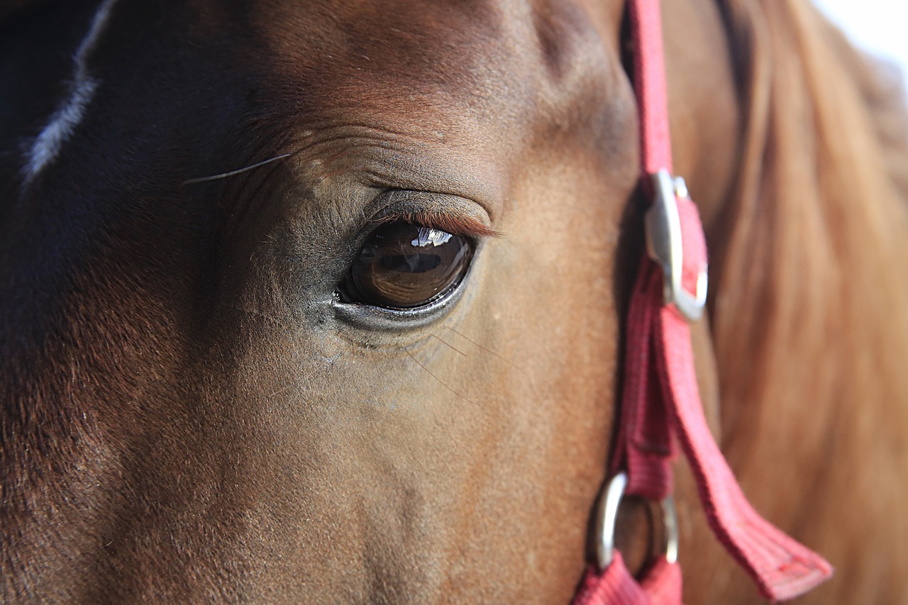 horse head close up free photo