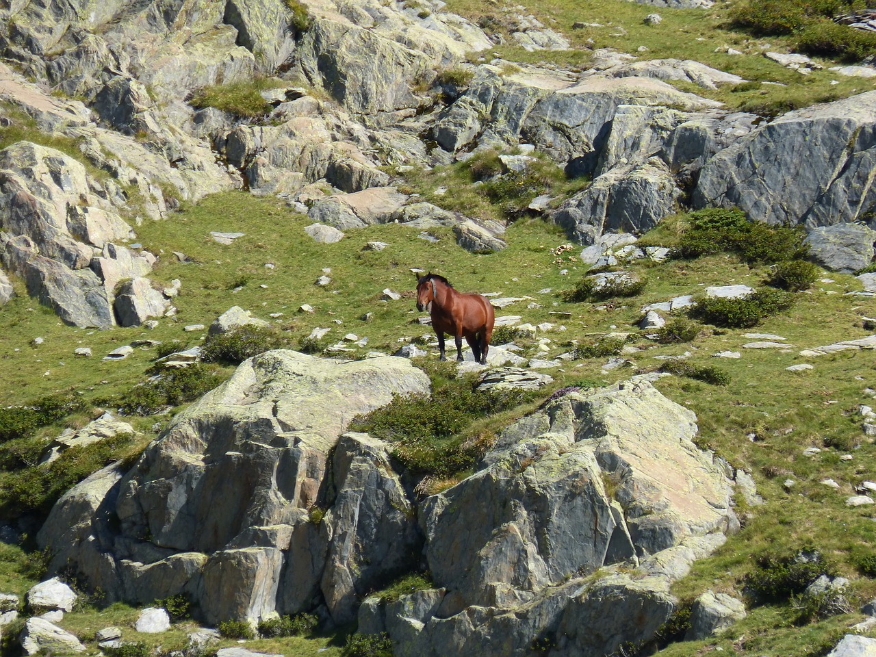 horse rocks high mountain free photo