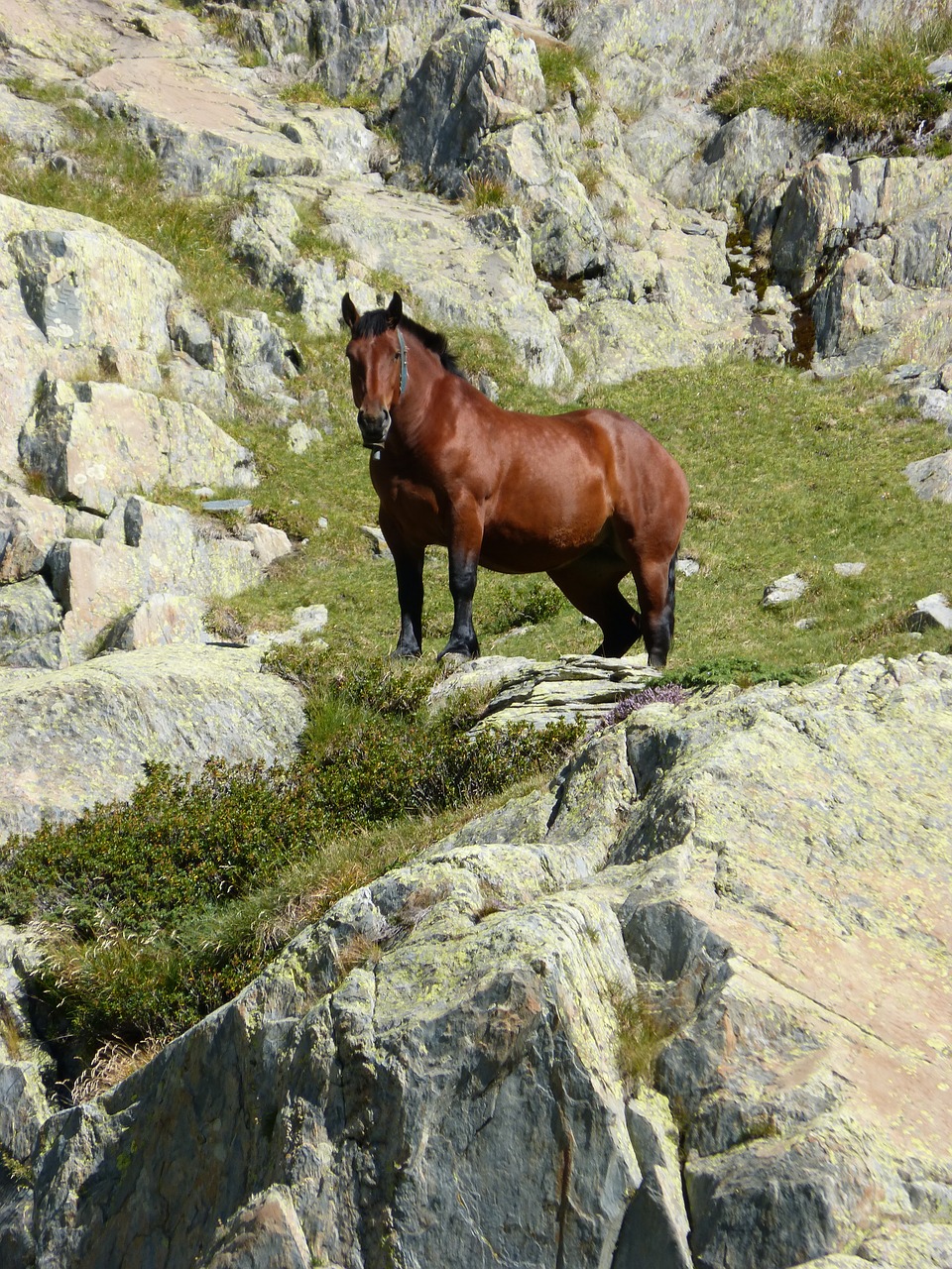 horse rocks pyrenees free photo