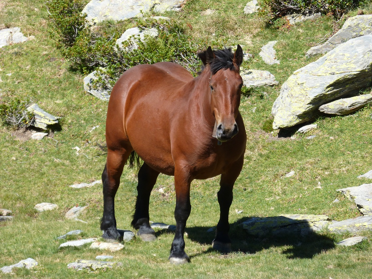 horse pyrenees high mountain free photo