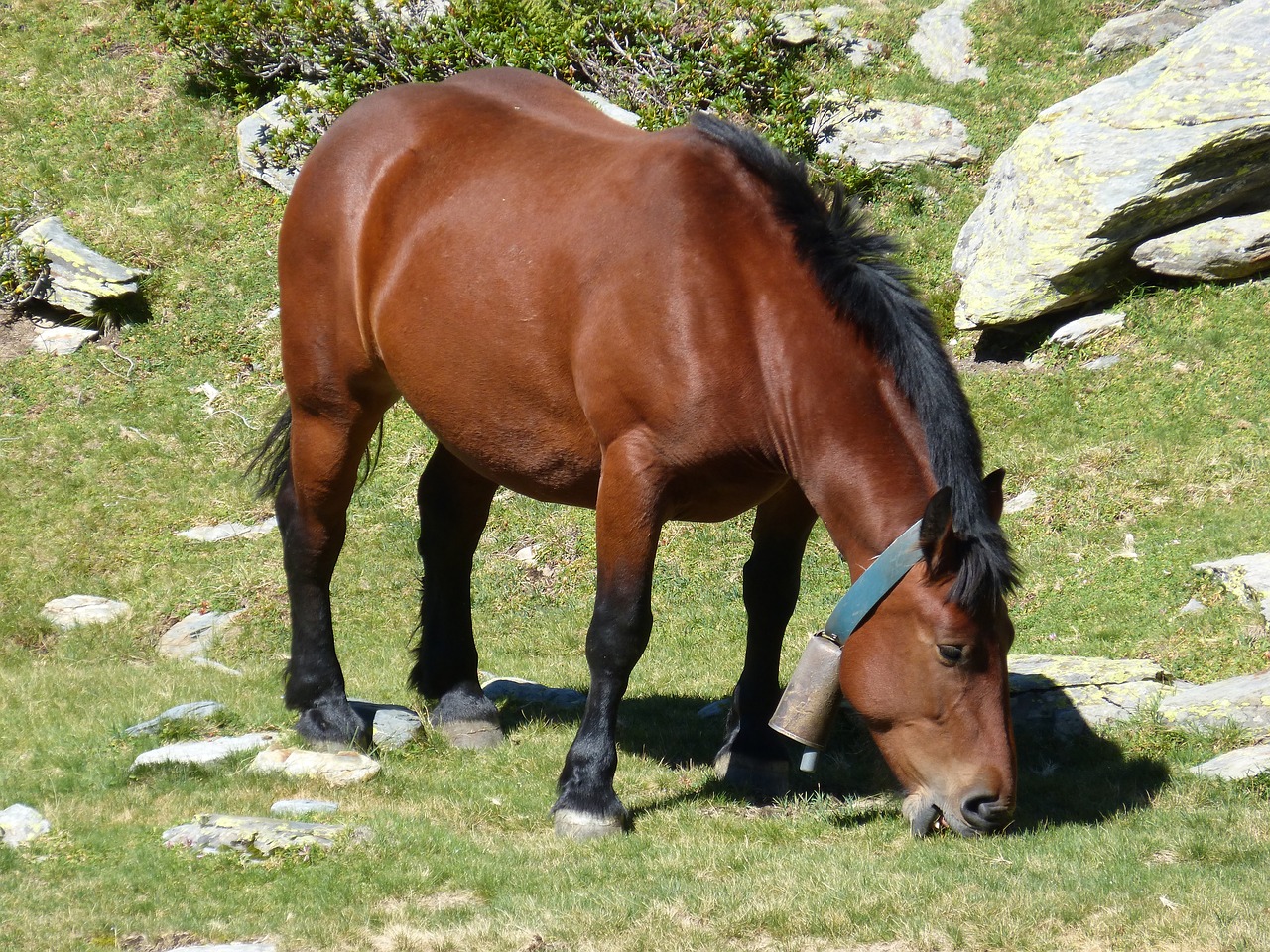 horse pyrenees high mountain free photo
