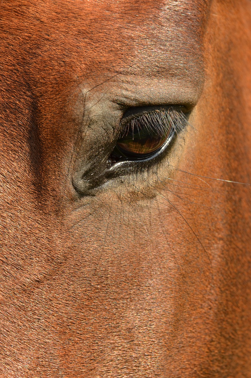horse eye paardenoog free photo