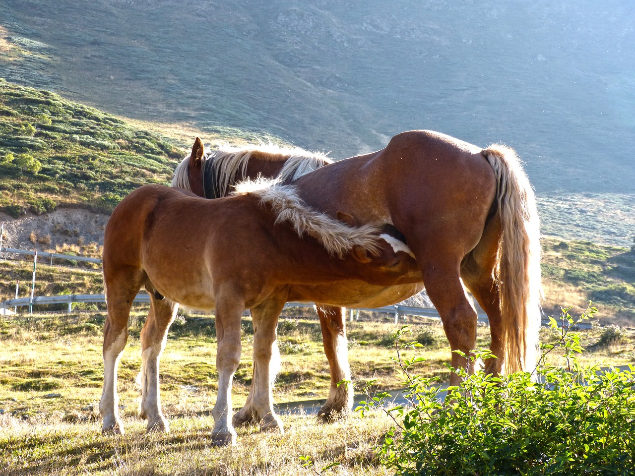 horse mare colt free photo