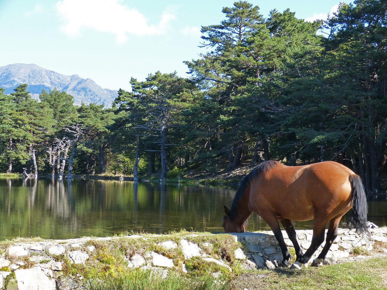 horse watering is water trough free photo