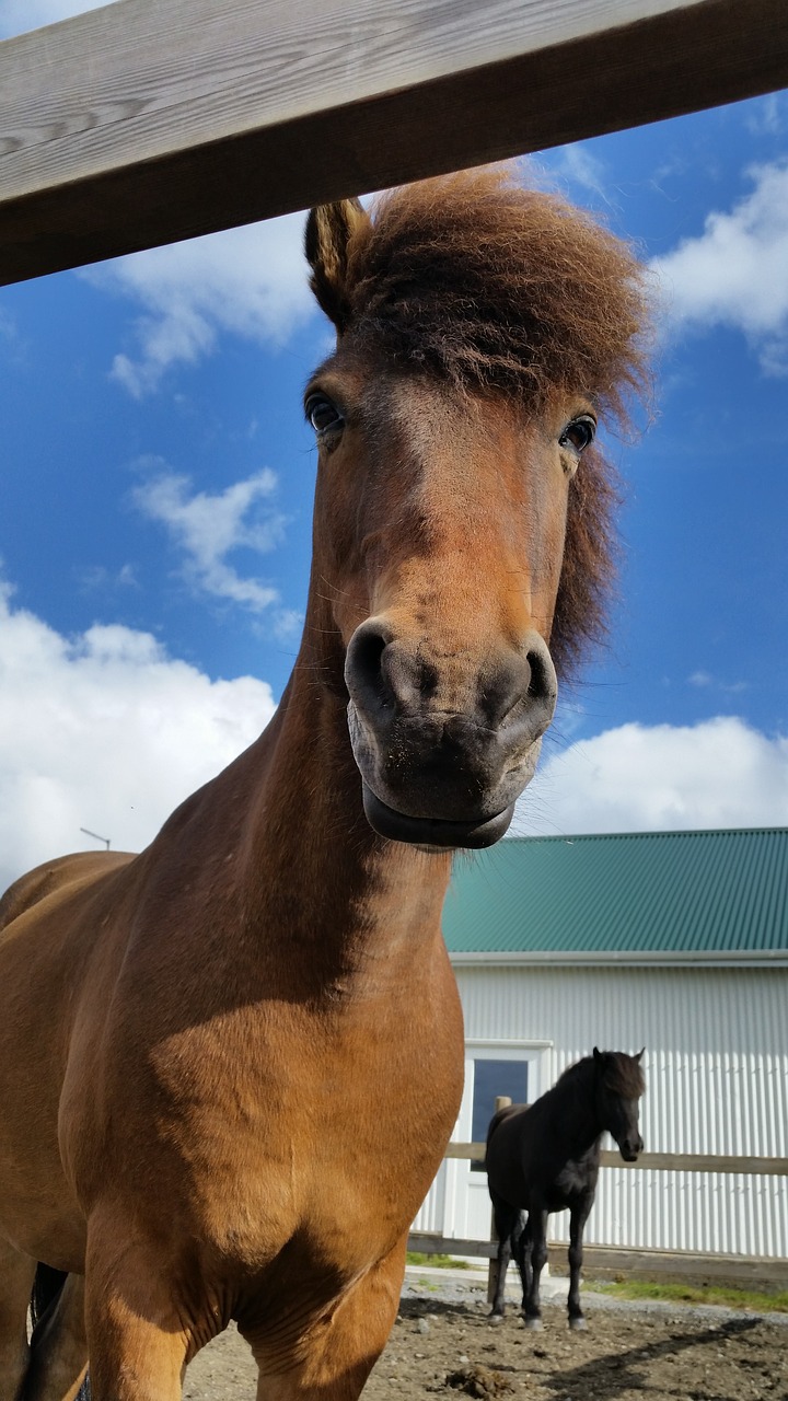 horse iceland icelandic free photo