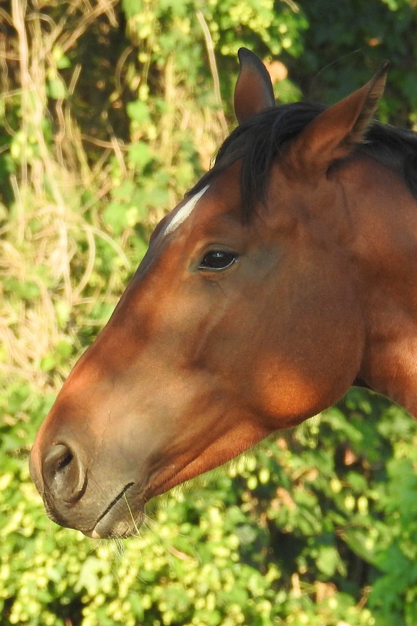 horse head horse head free photo