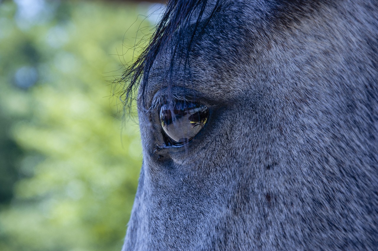 horse equine animal free photo