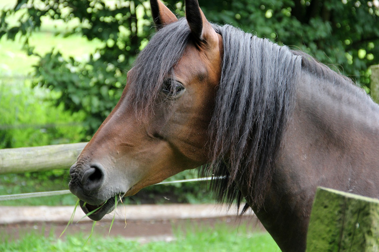 horse brown brown horse free photo