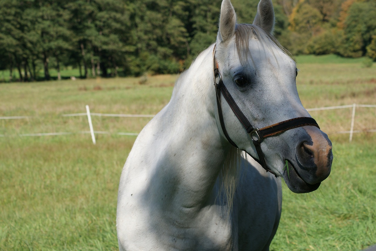 horse horse head graze free photo