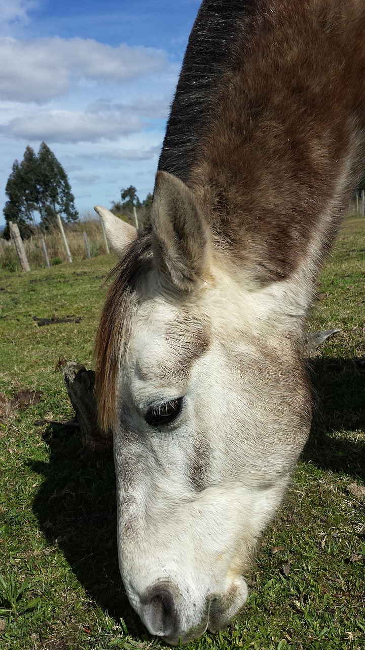 horse horse head farm free photo