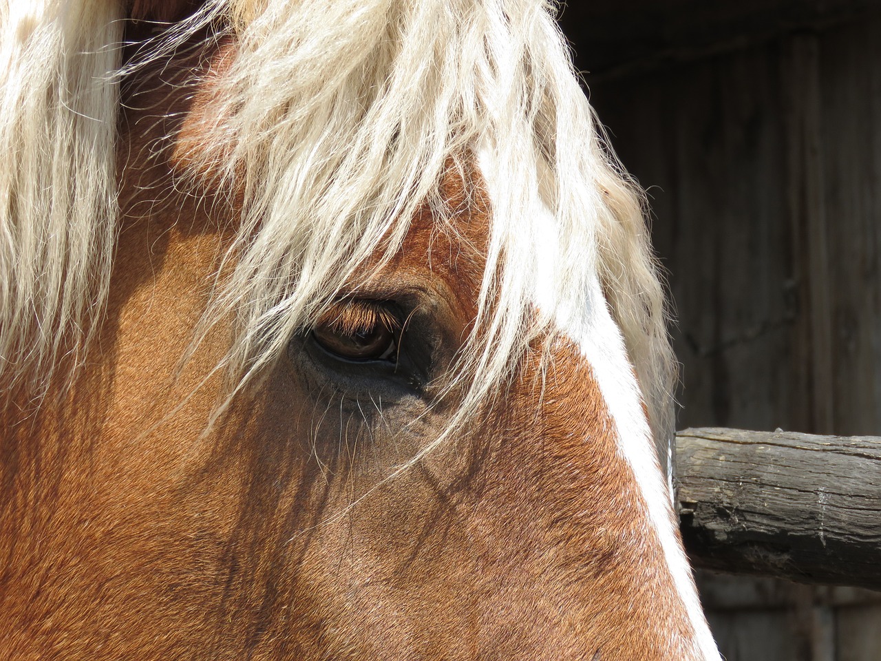 horse eye mammal free photo