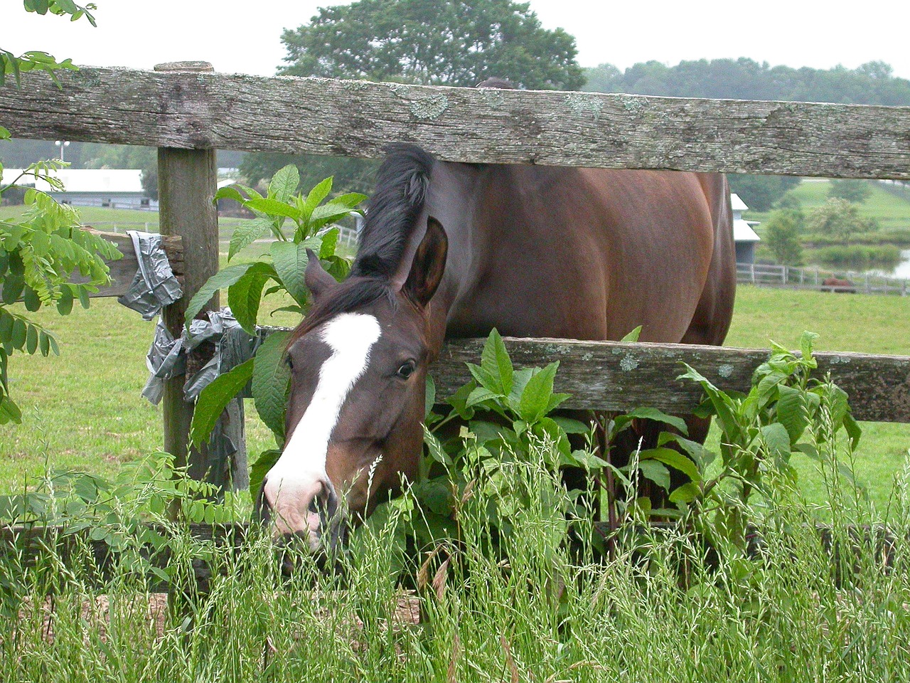 horse farm animals free photo