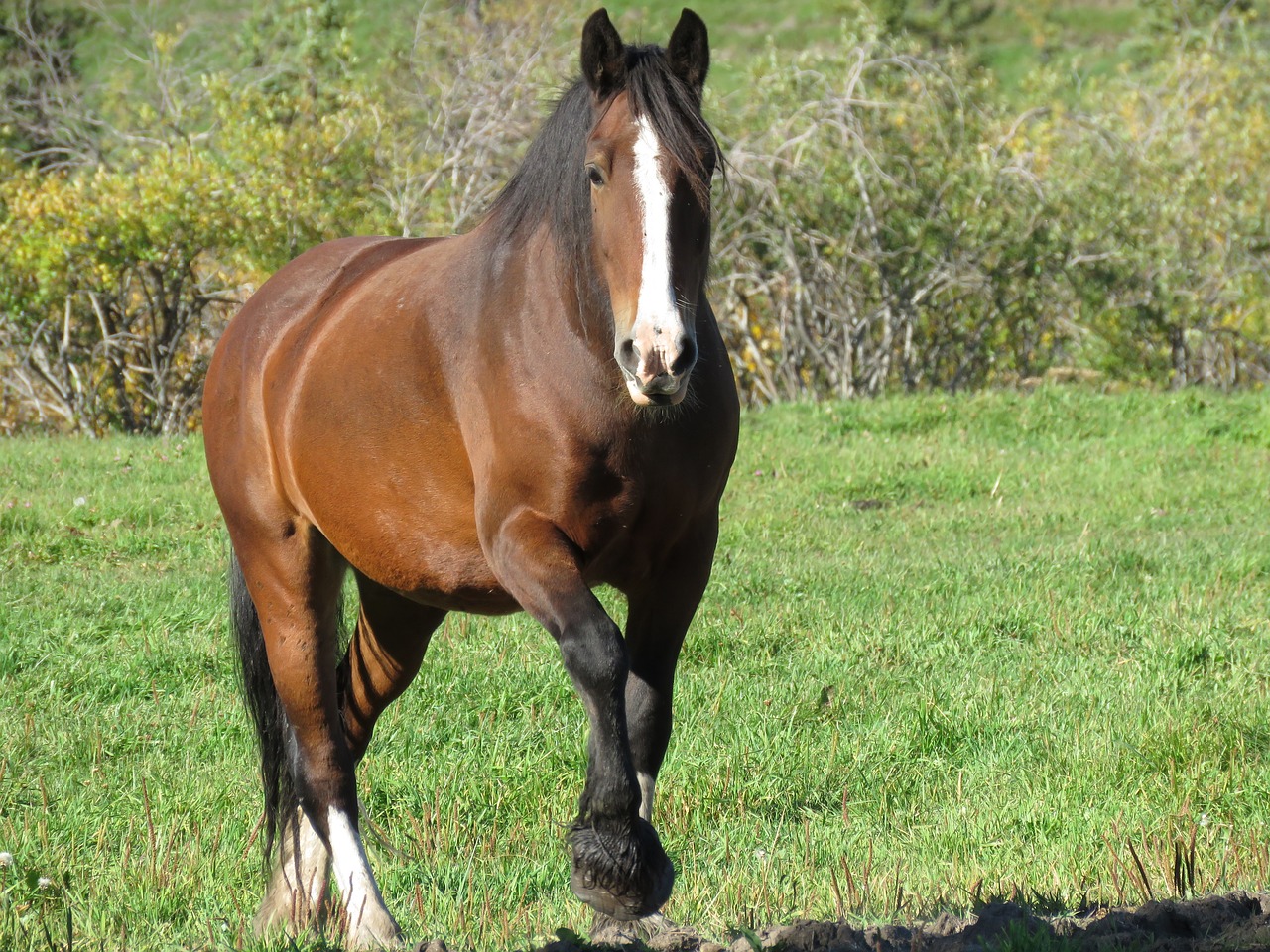 horse animal mammal free photo