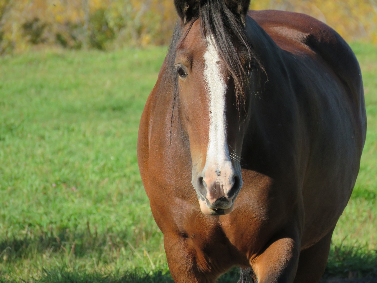 horse animal mammal free photo