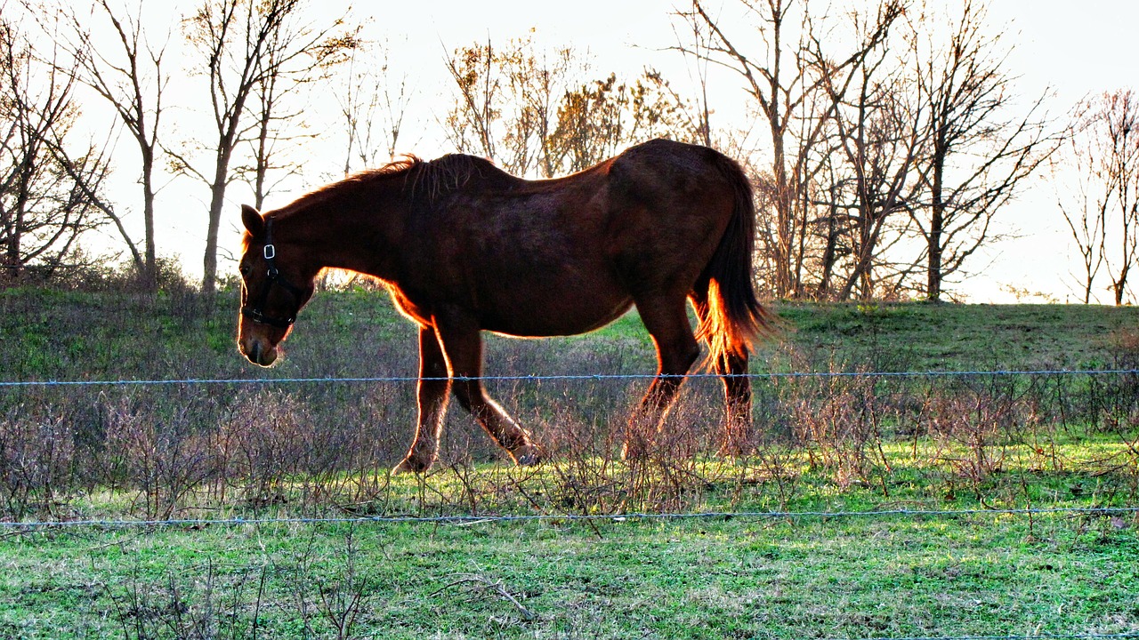 horse brown animal free photo