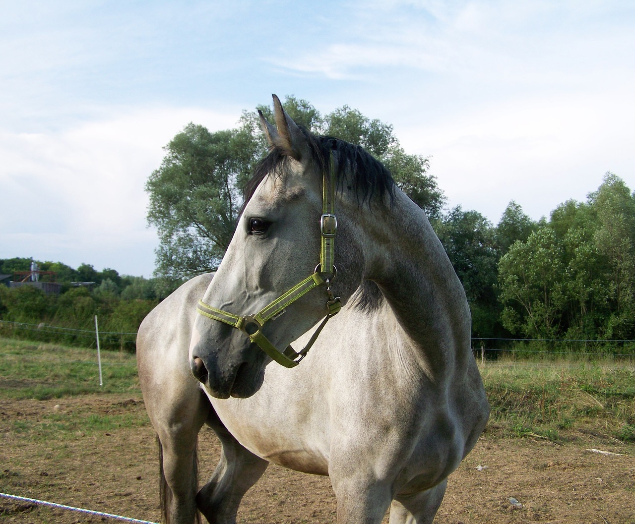 horse gray ungulates free photo