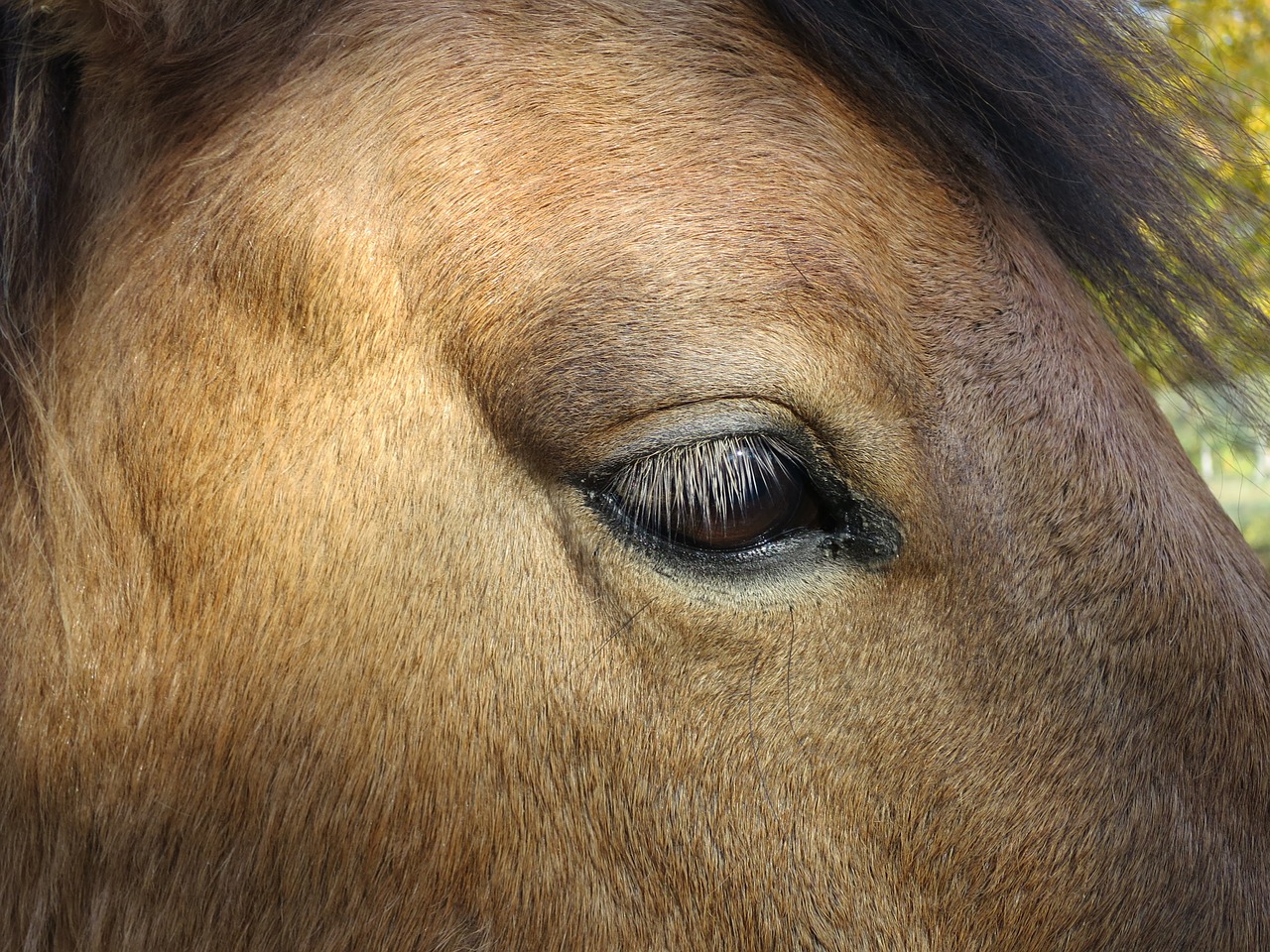 horse eye animal free photo