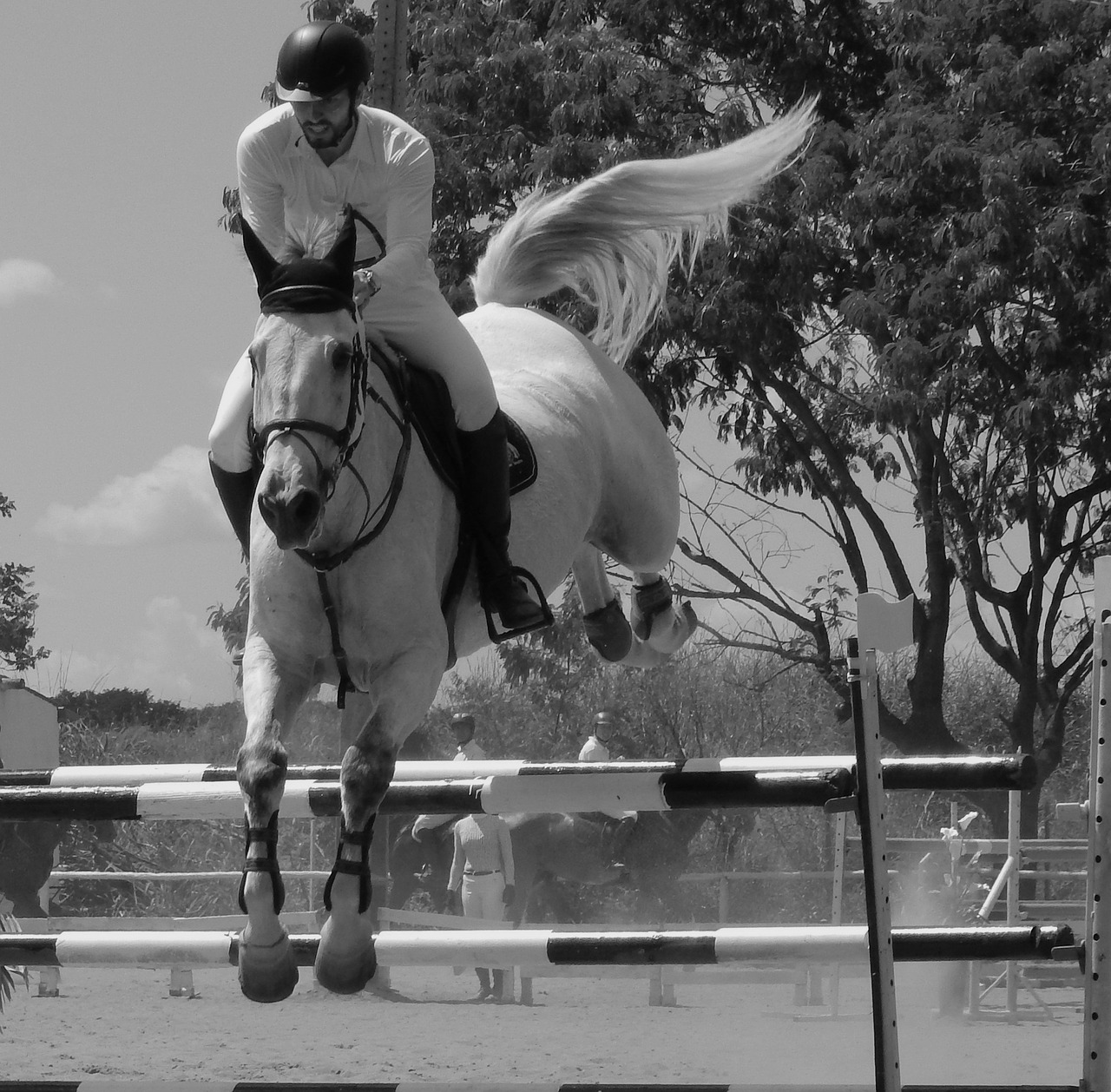 horse equitation tournament free photo