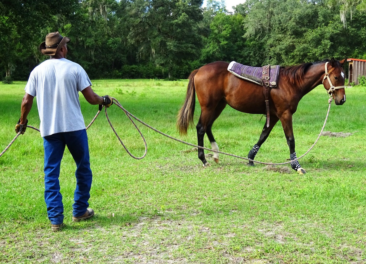 horse training trainer free photo