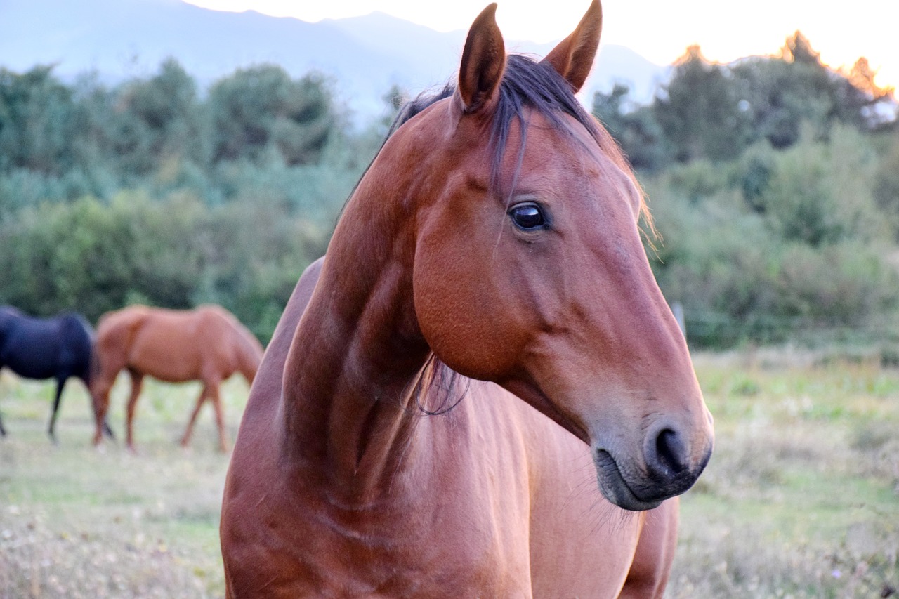 horse animal brown free photo