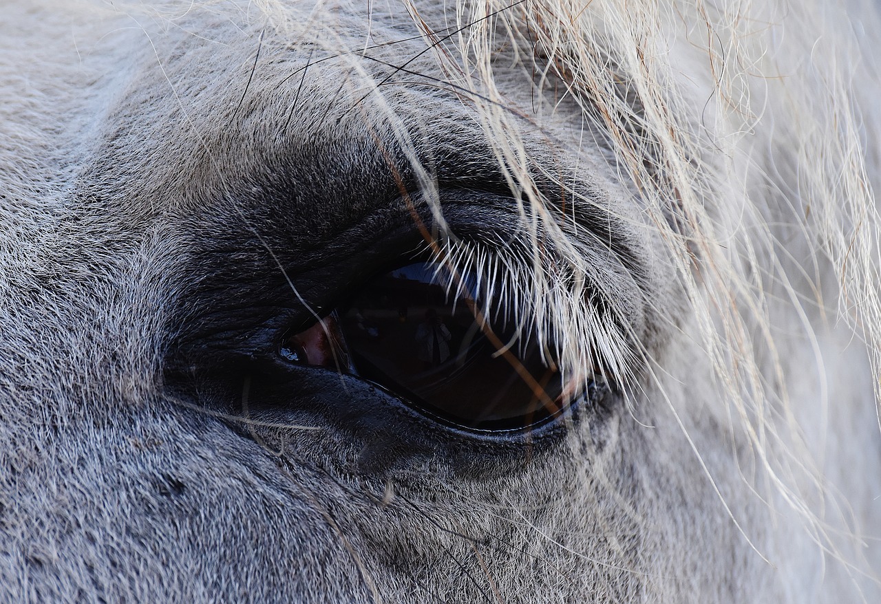 horse mold eye free photo