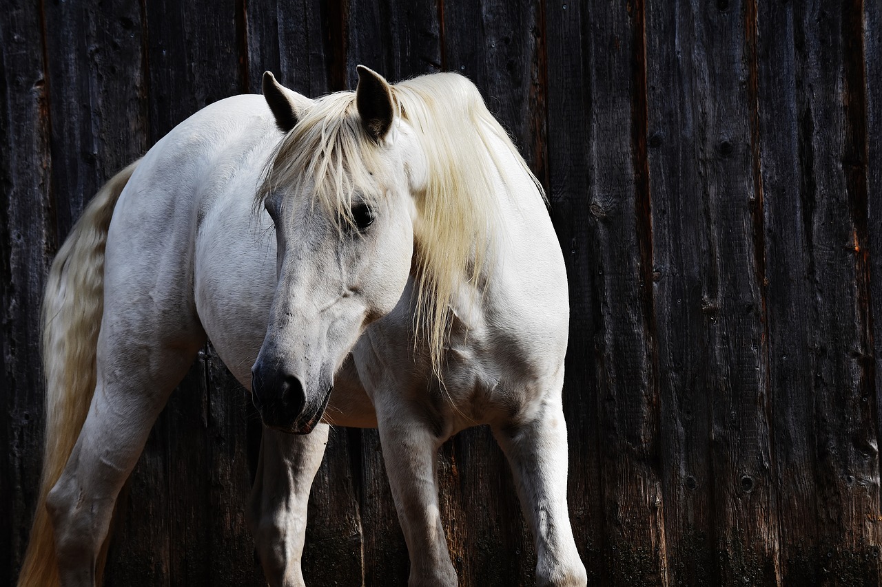 horse mold reiterhof free photo