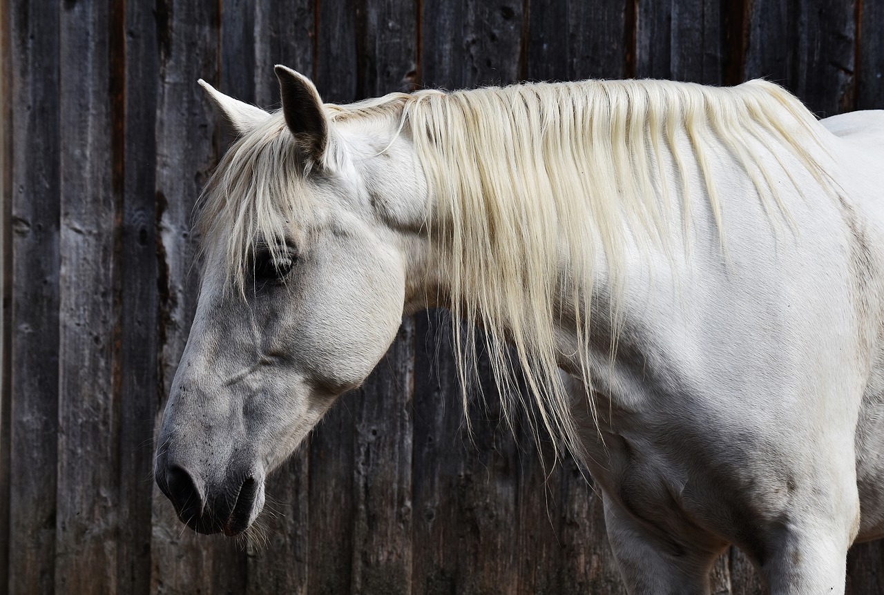 horse mold reiterhof free photo