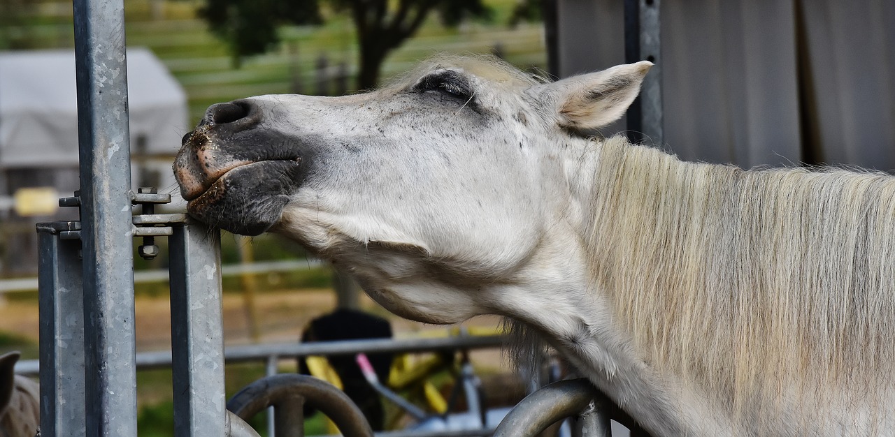 horse mold reiterhof free photo