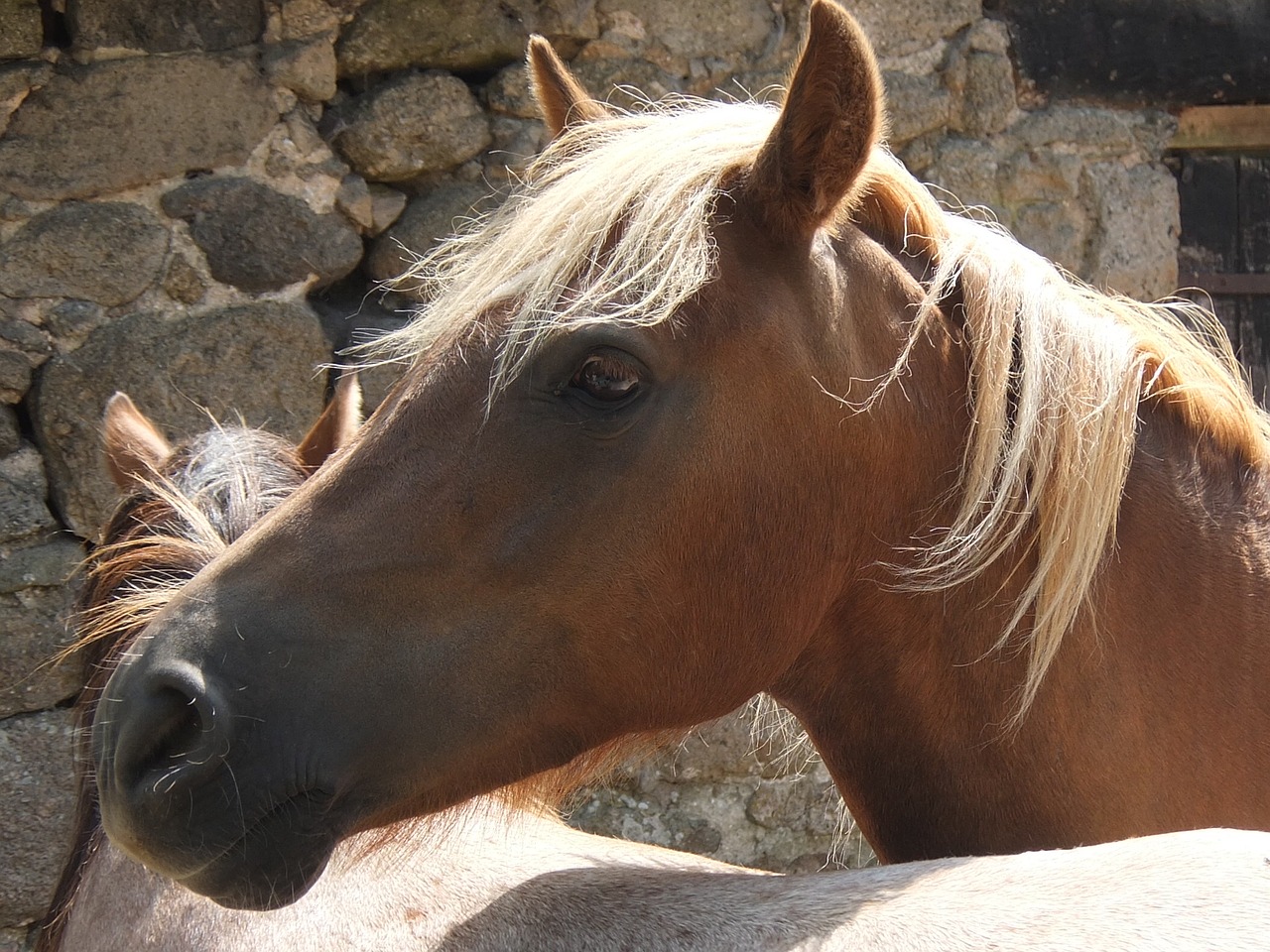 horse head horse head free photo