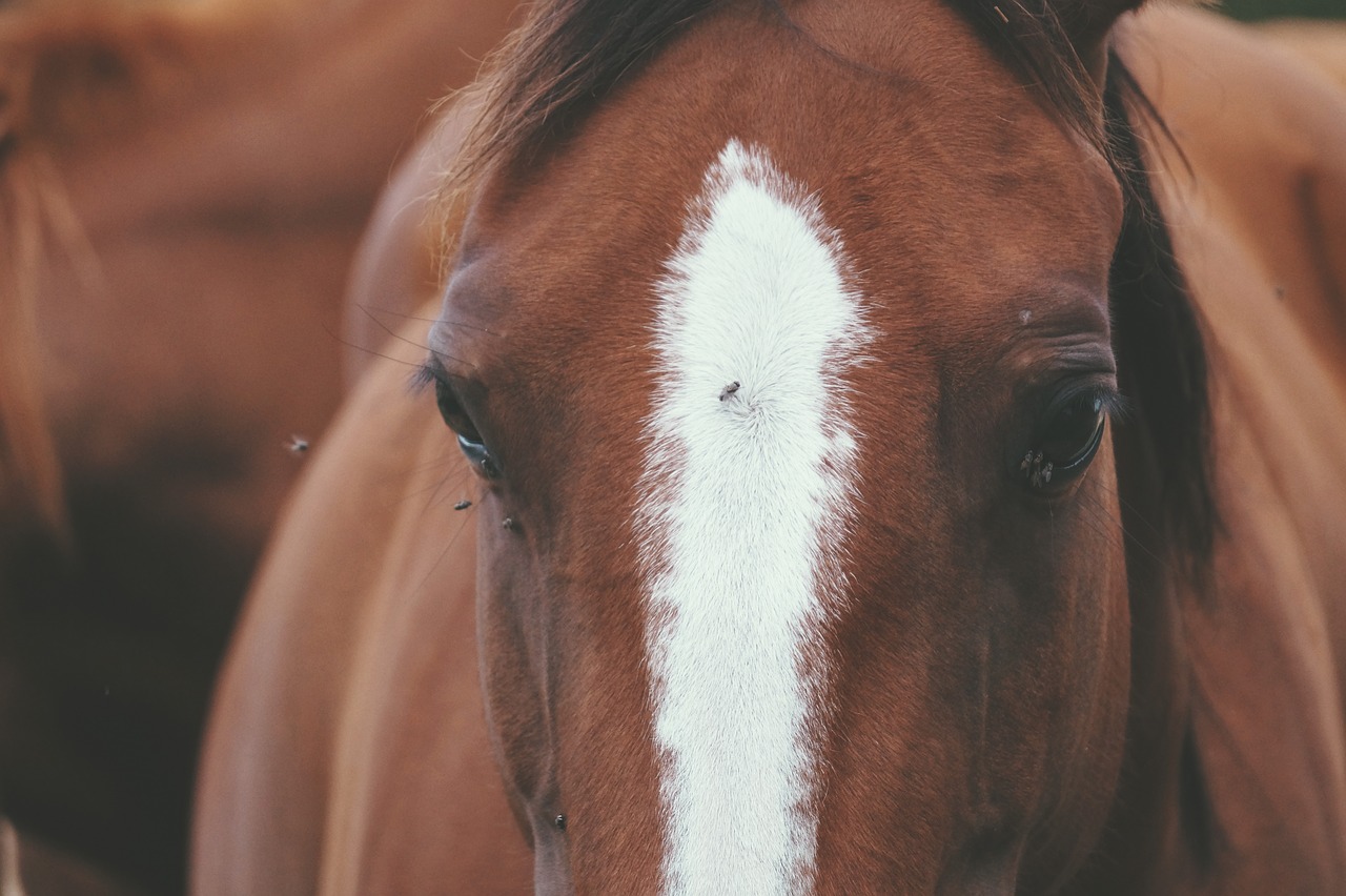 horse paci spotted free photo