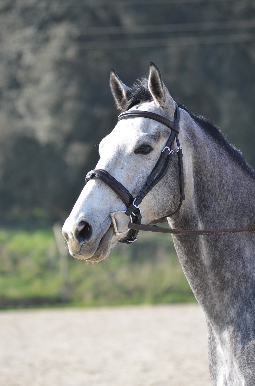 horse head grey free photo