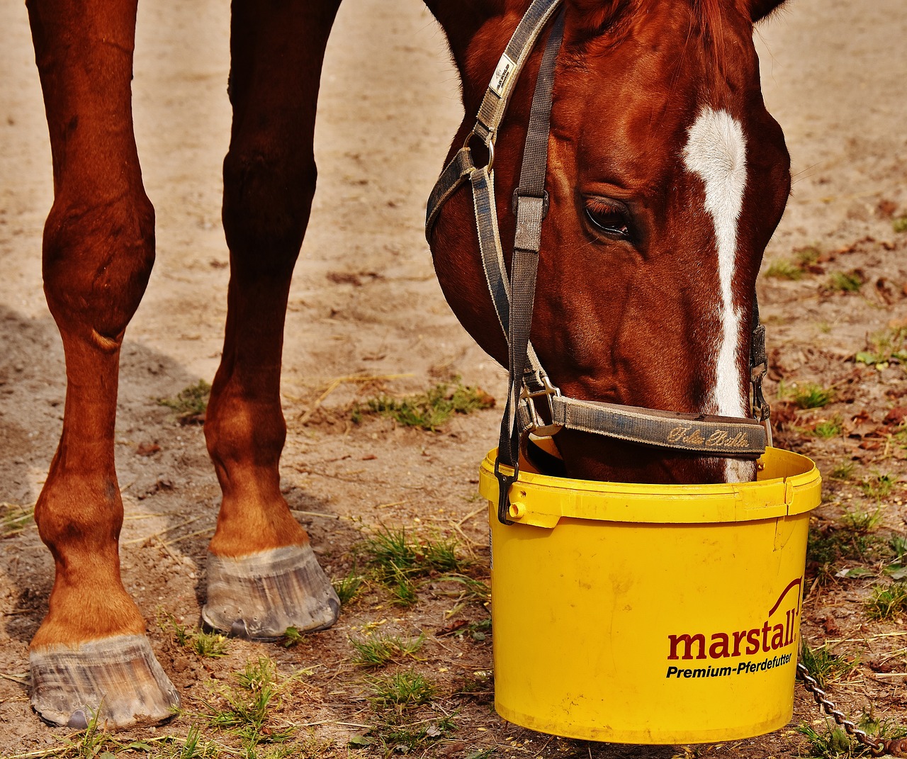 horse eat satisfied free photo