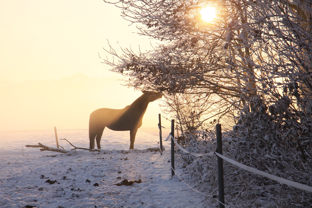 horse sun ride free photo