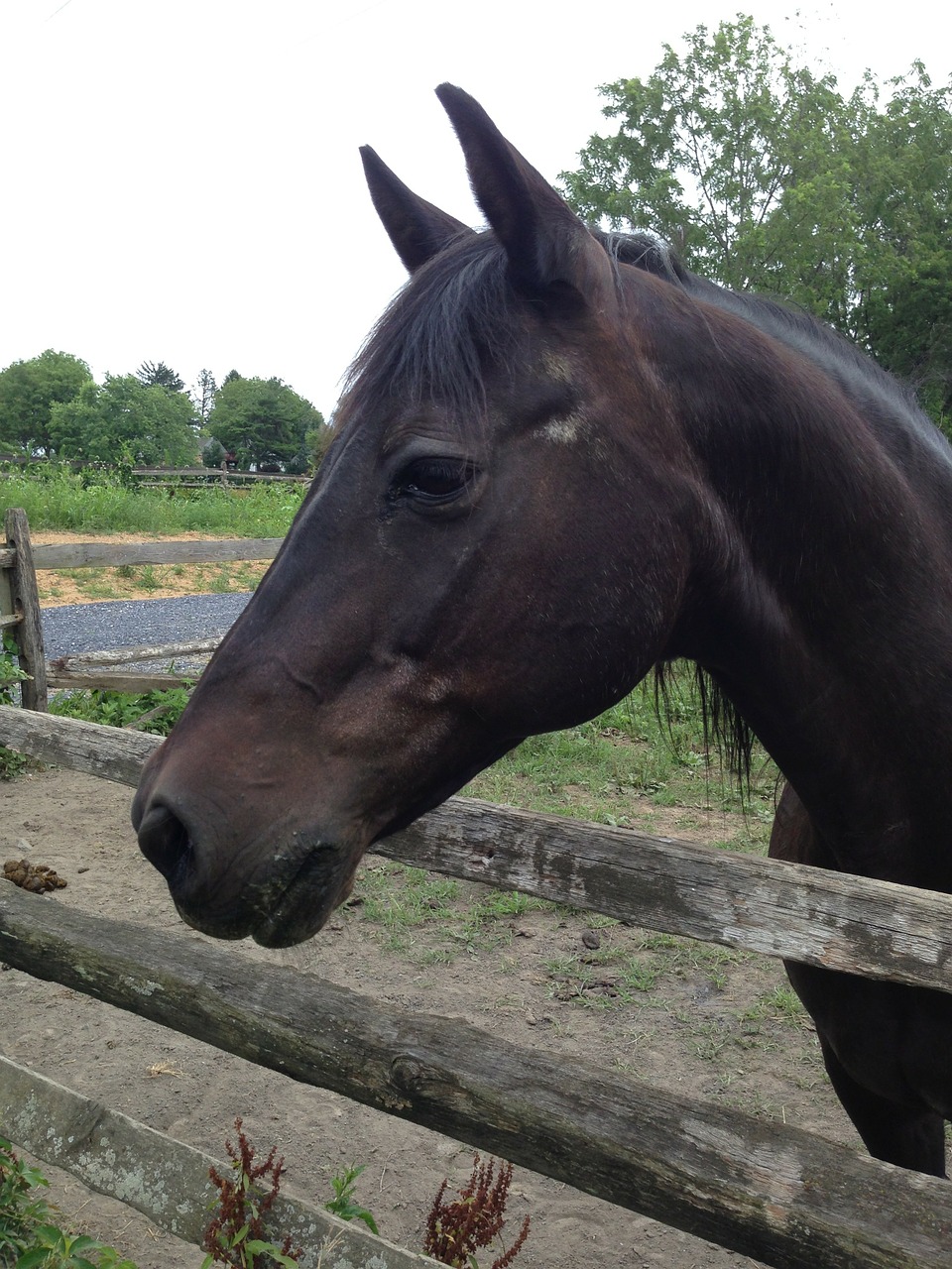 horse head horses free photo