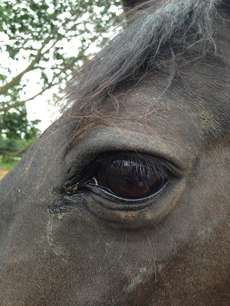 horse eye close-up free photo