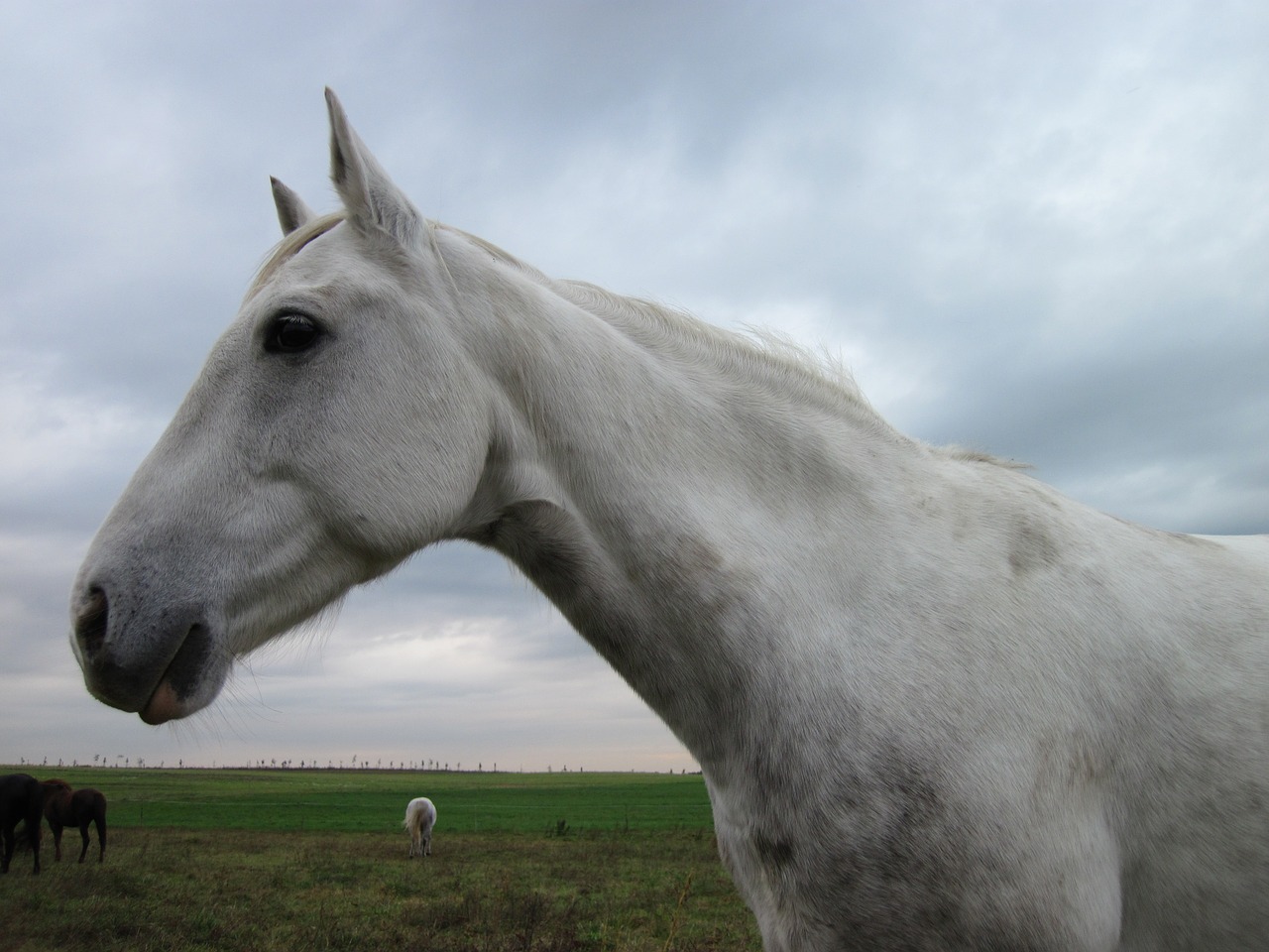 horse mold white free photo