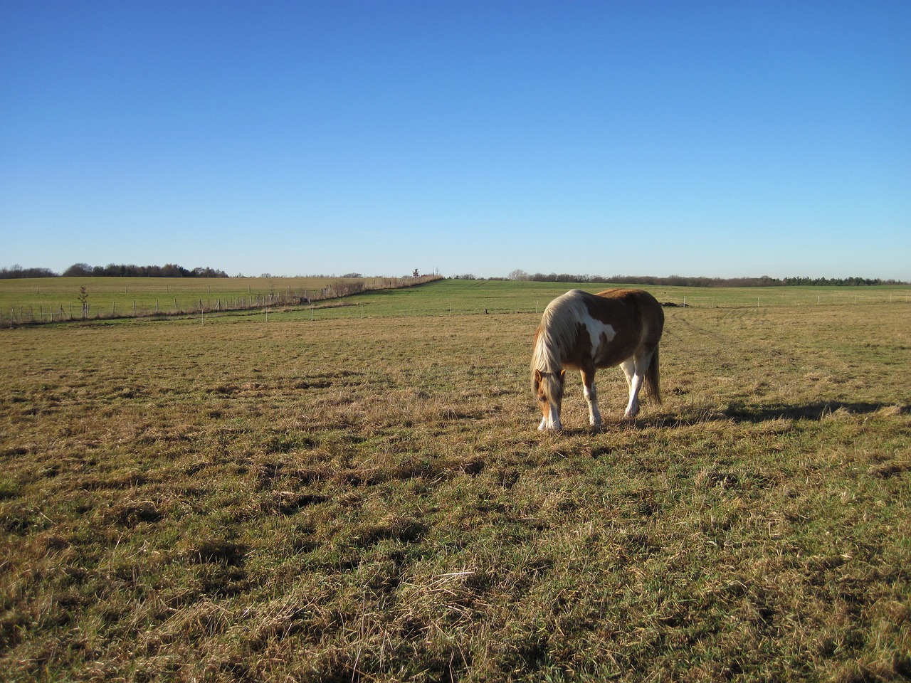 horse pasture grass free photo