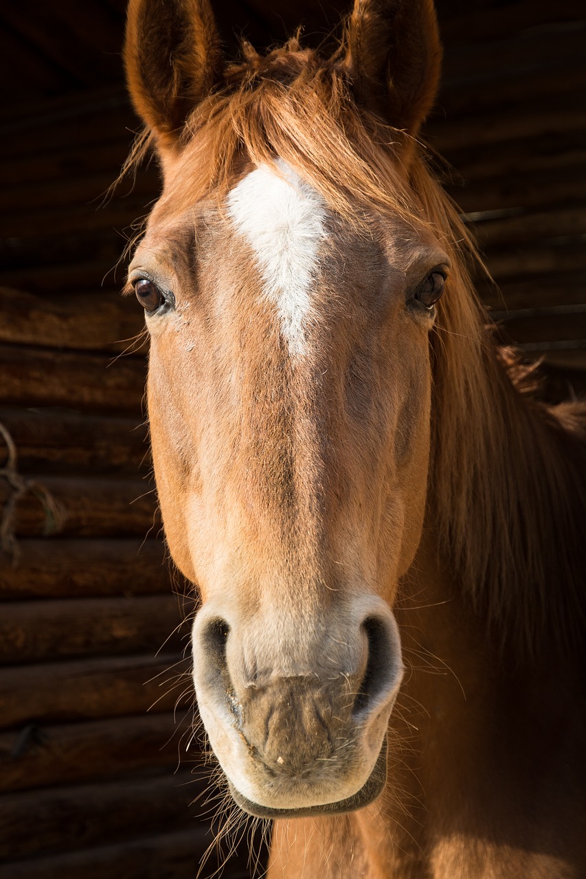 horse portrait face free photo