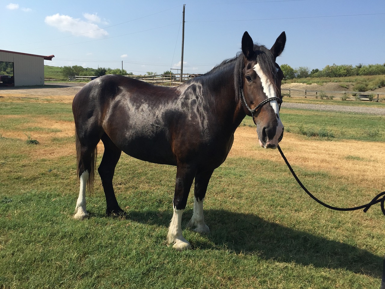 horse clydesdale equestrian free photo