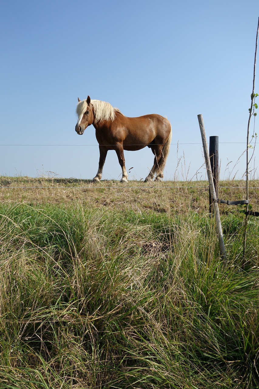 horse dyke landscape free photo