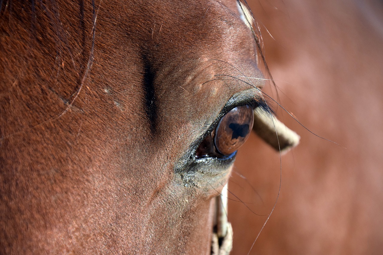 horse eye brown free photo