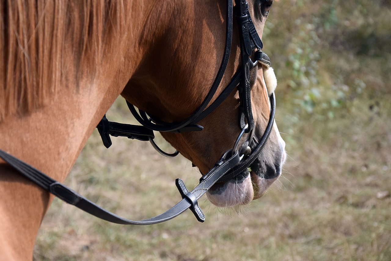 horse reins fuchs free photo