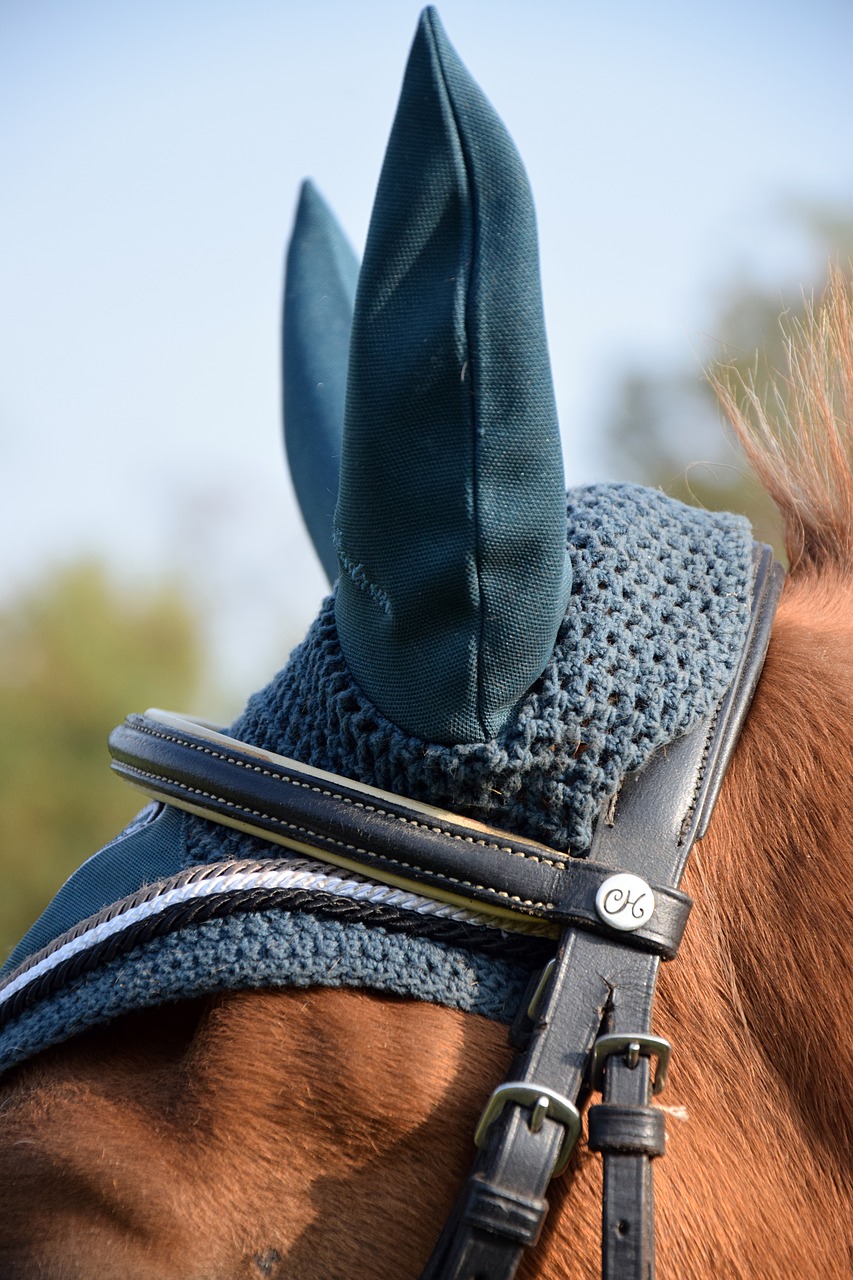 horse ears flying hat free photo