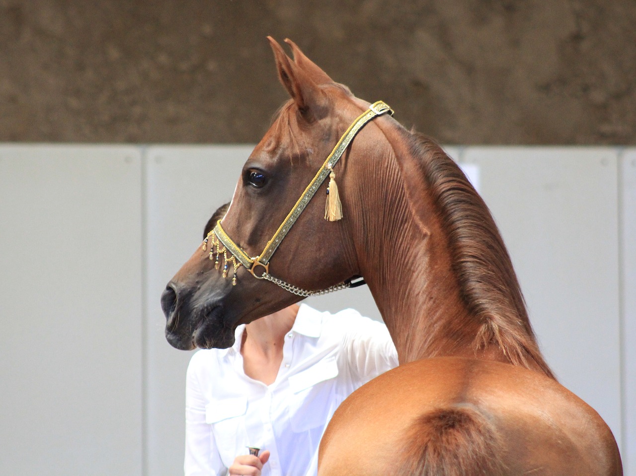 horse thoroughbred arabian horse head free photo