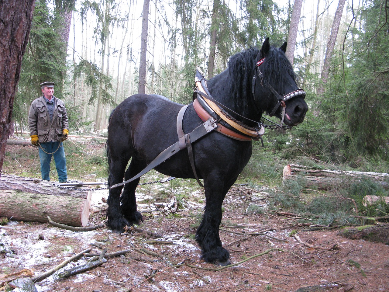 horse working in the forest concentration free photo