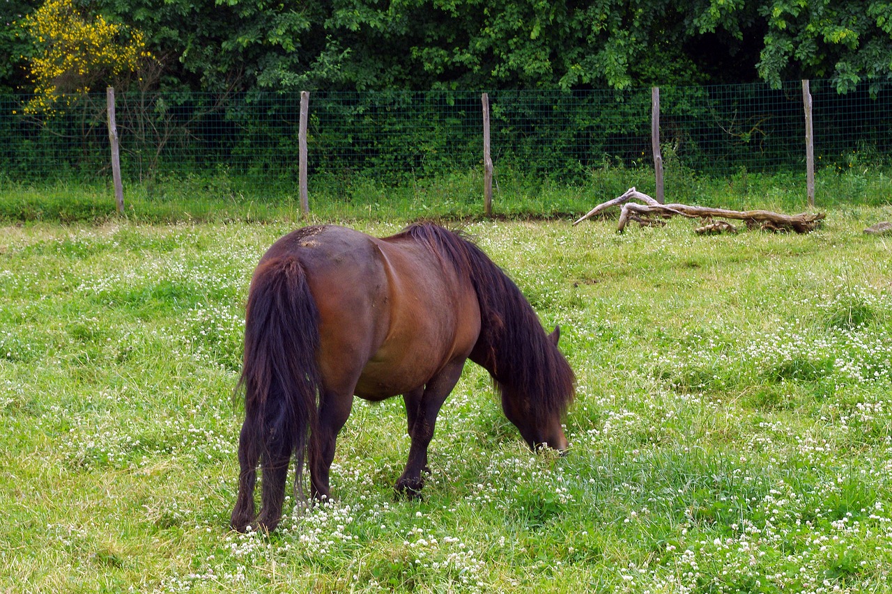 horse baio pasture free photo