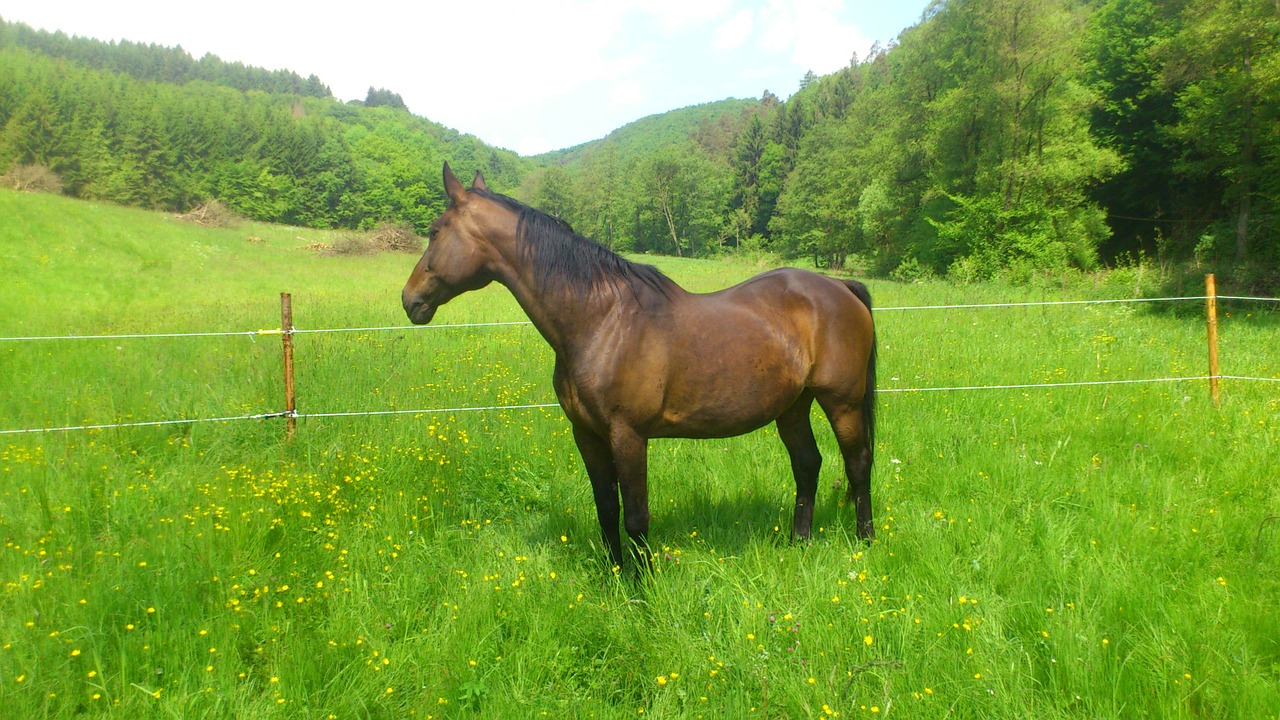 horse mare pasture free photo